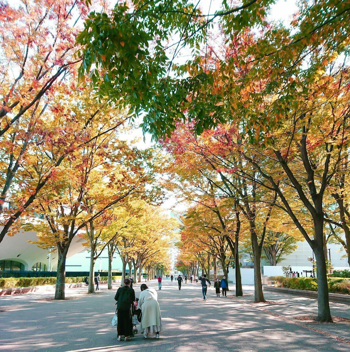 代々木公園 ケヤキ並木通り