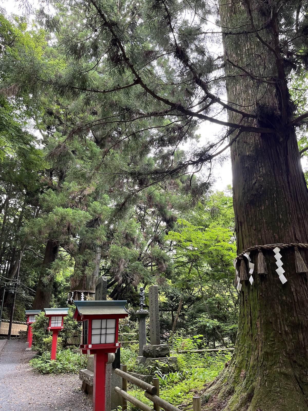 高尾山1号路 犬連れ散歩コース（表参道） の写真 3