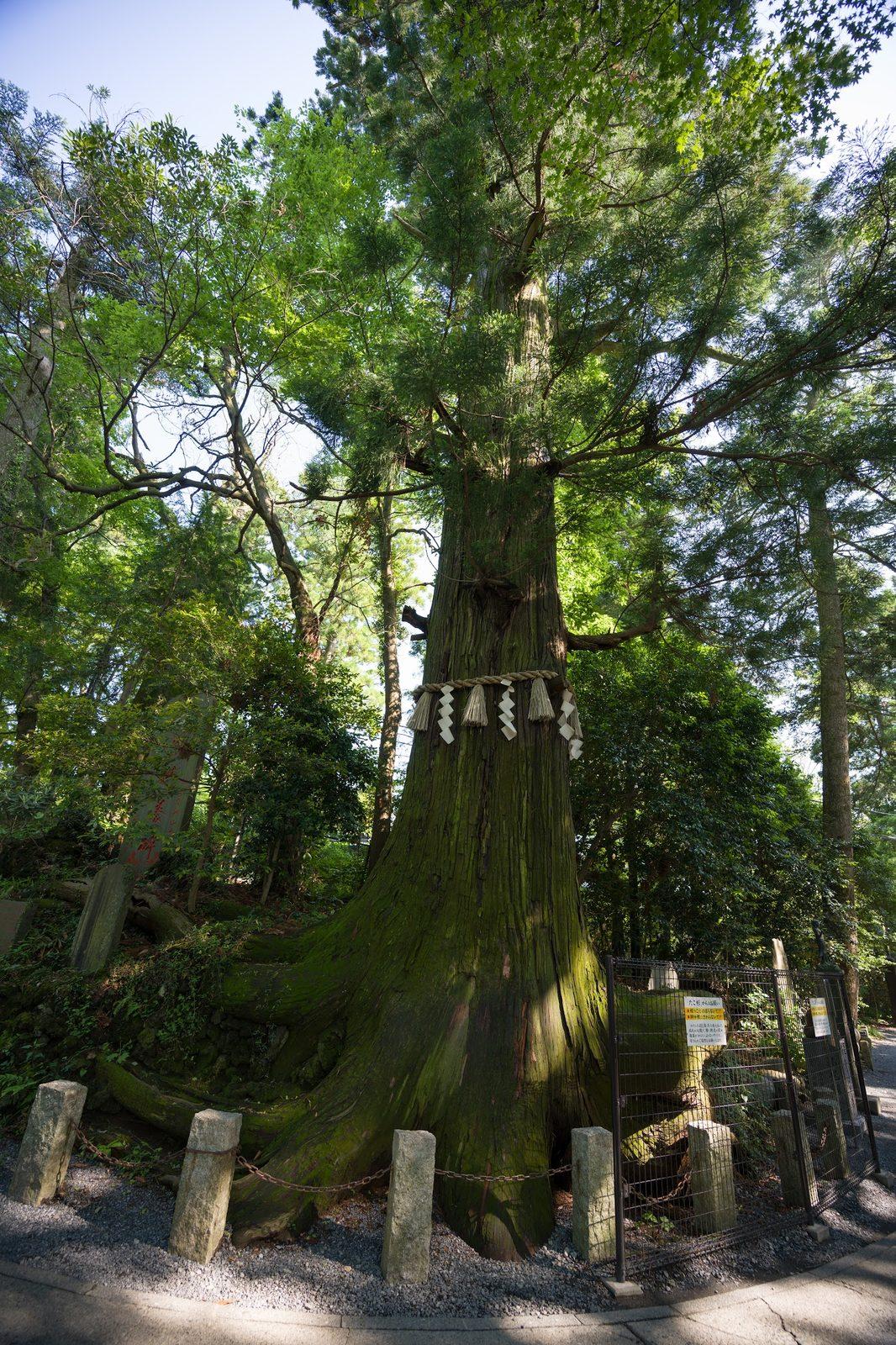 蛸杉（たこ杉）