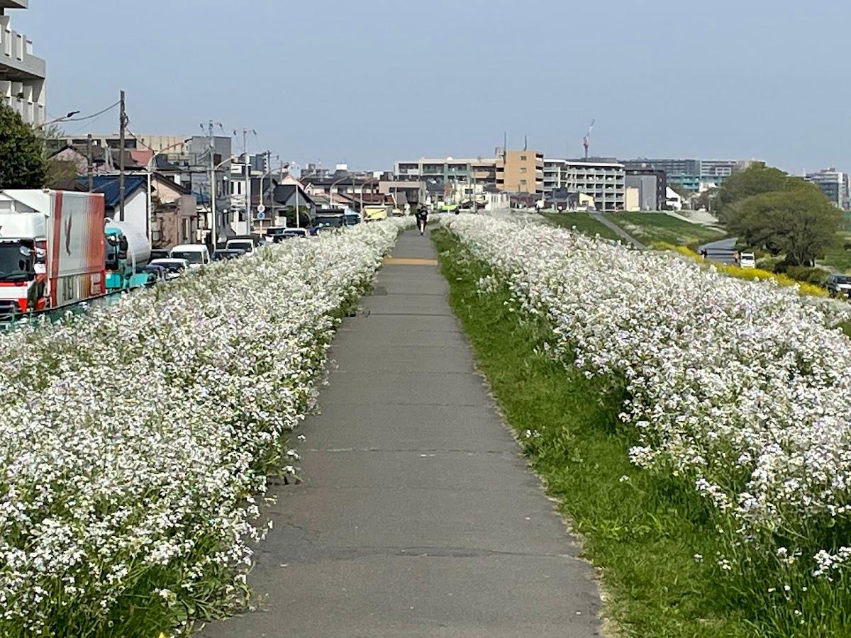 多摩川河川敷サイクリングロード散歩