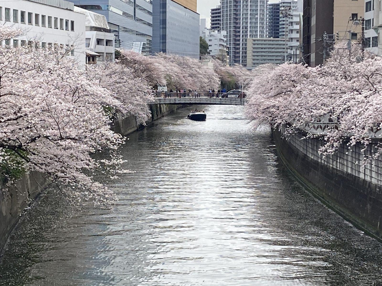 目黒川 桜並木