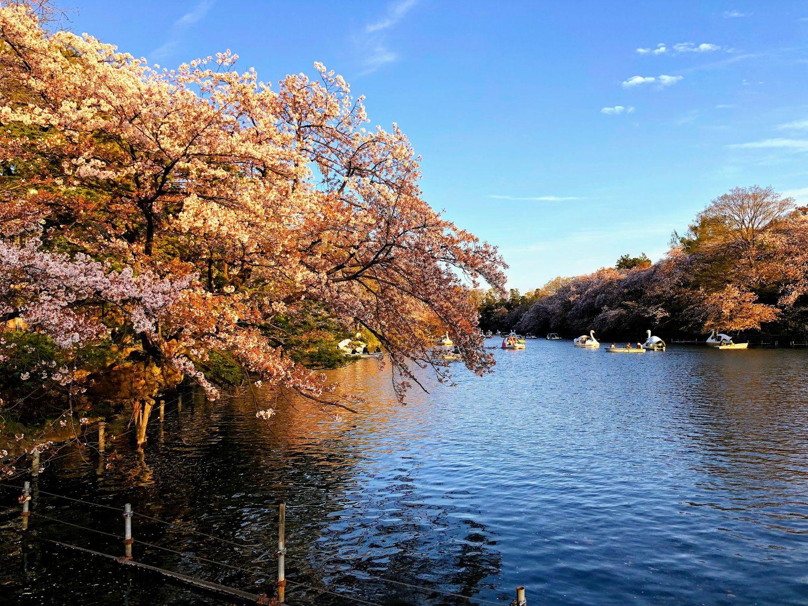 井の頭公園