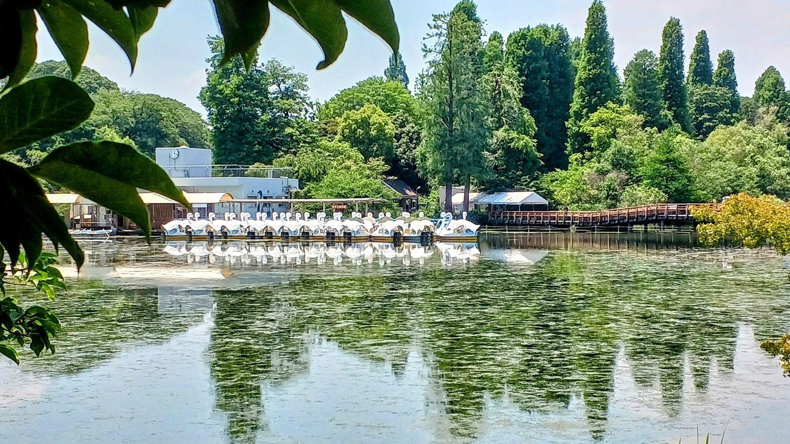 井の頭公園 ボート池