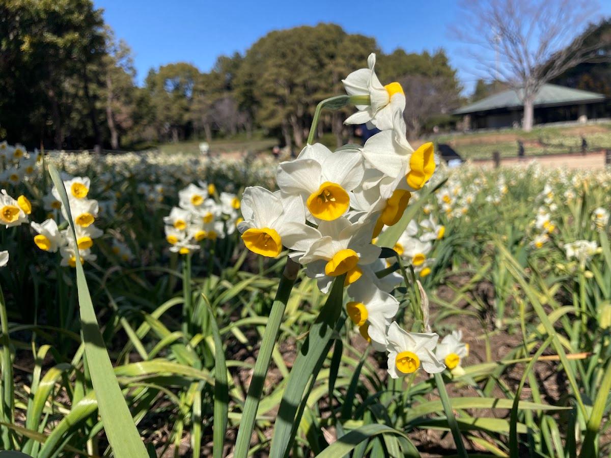 葛西臨海公園一周コース の写真 2