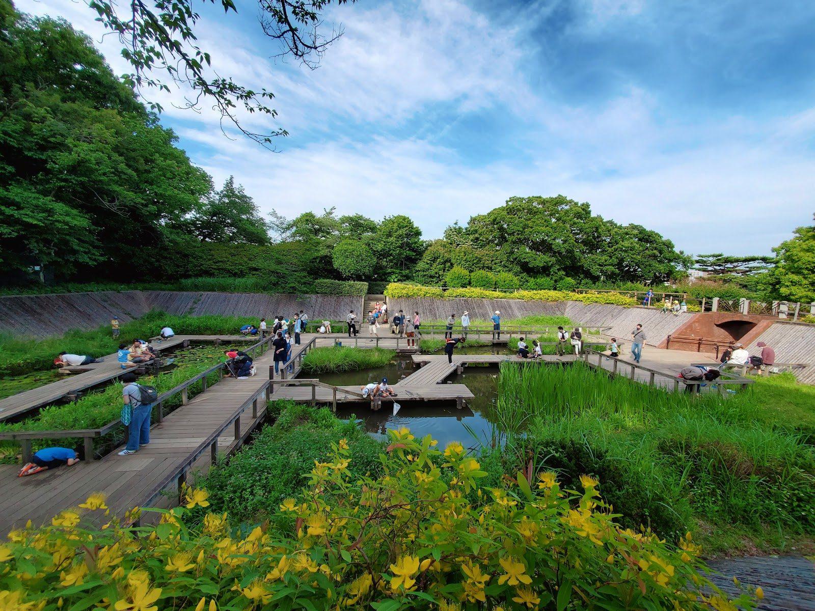 多摩川台公園 水生植物園