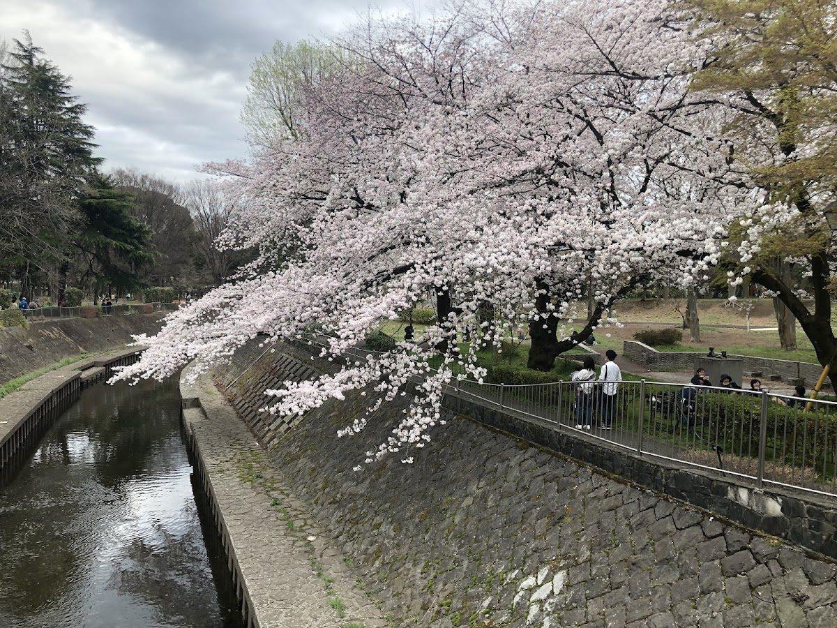 善福寺川緑道 愛犬散歩コース の写真 2