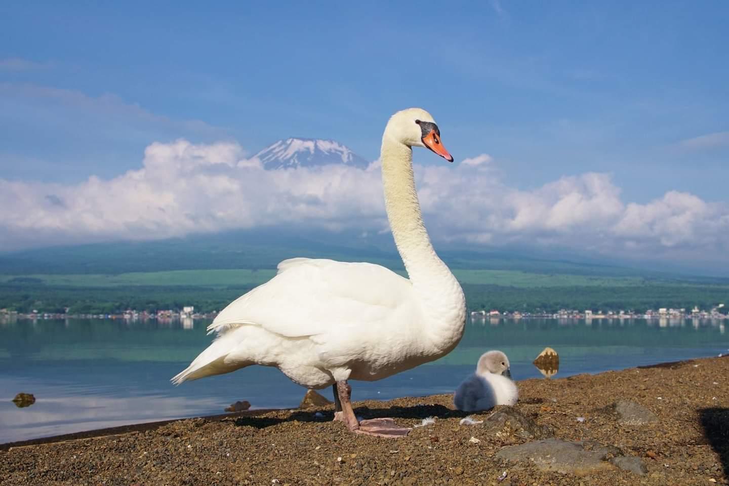 水鳥観察ポイント