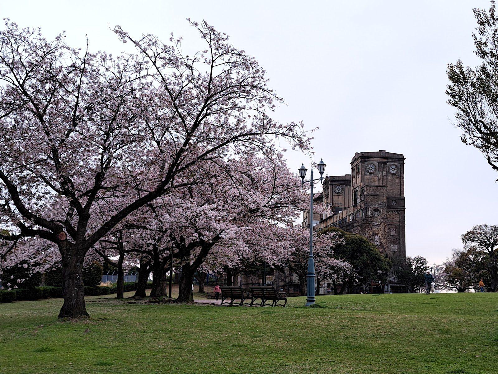 根岸森林公園 犬と歩く競馬場遺産と緑の散歩コース の写真 2