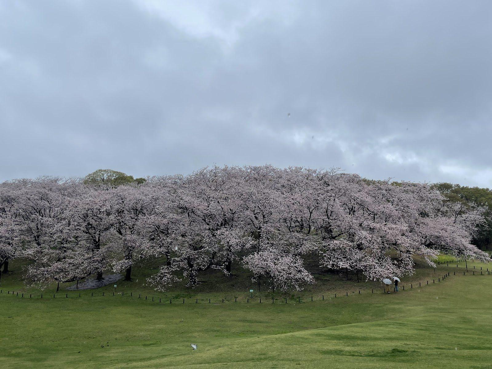 桜山