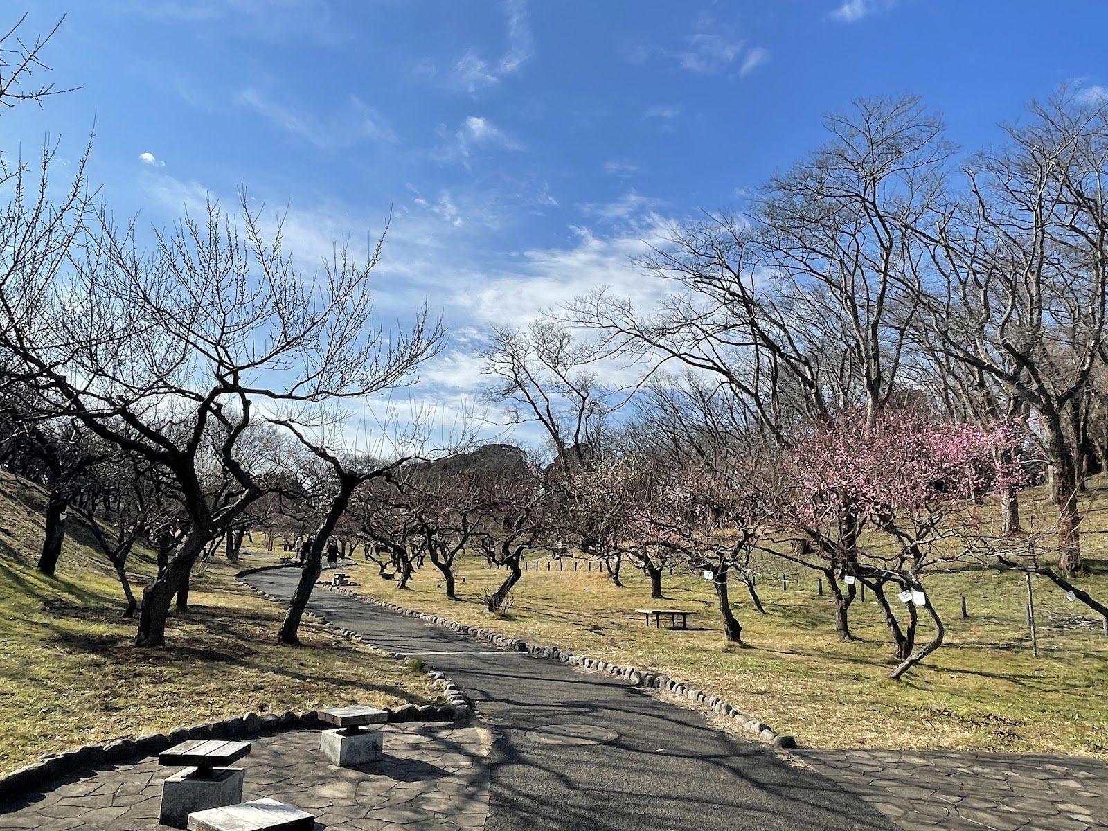 根岸森林公園 梅林