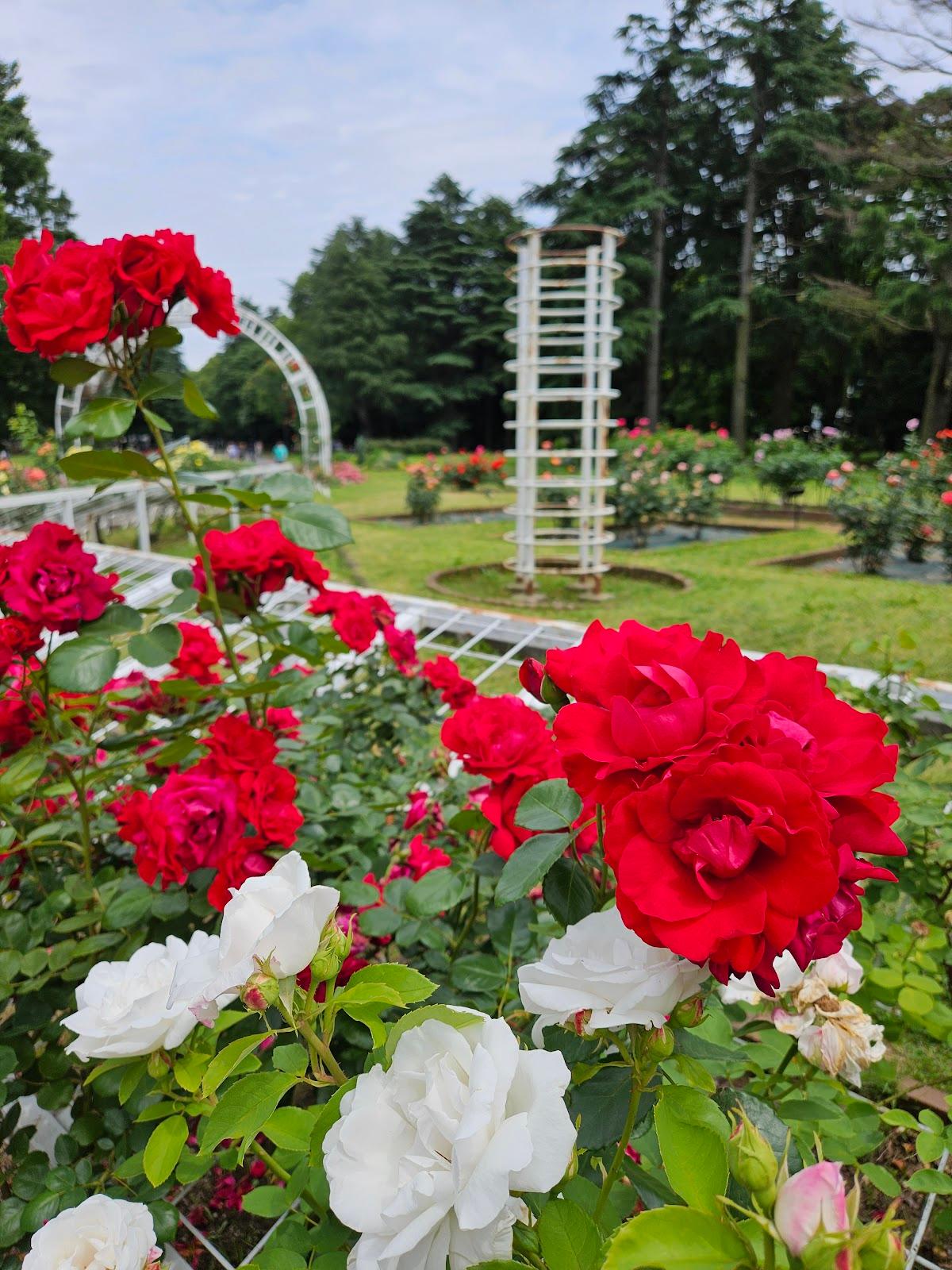 代々木公園 犬と歩く都心の緑の周遊コース の写真 2