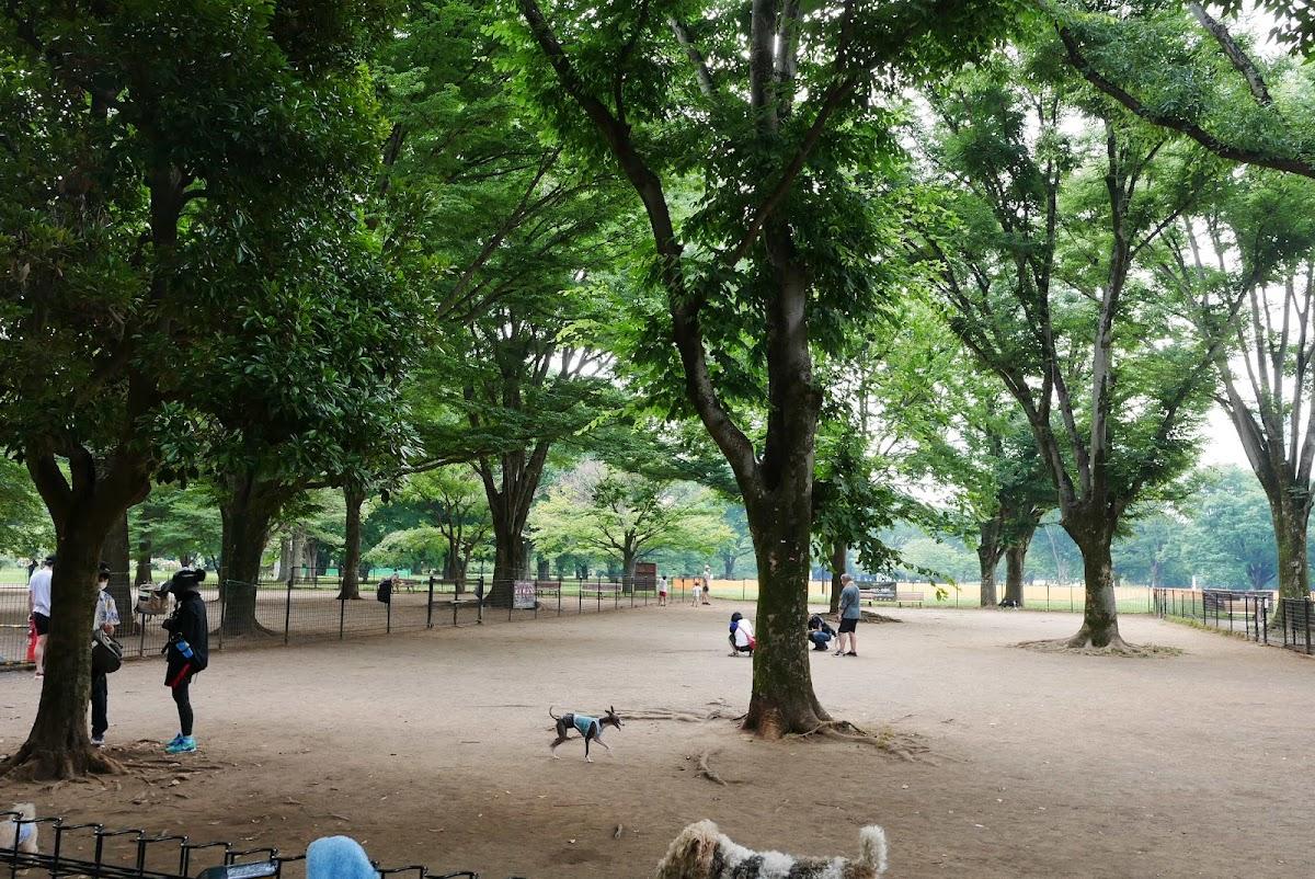 代々木公園 犬と歩く都心の緑の周遊コース の写真 3